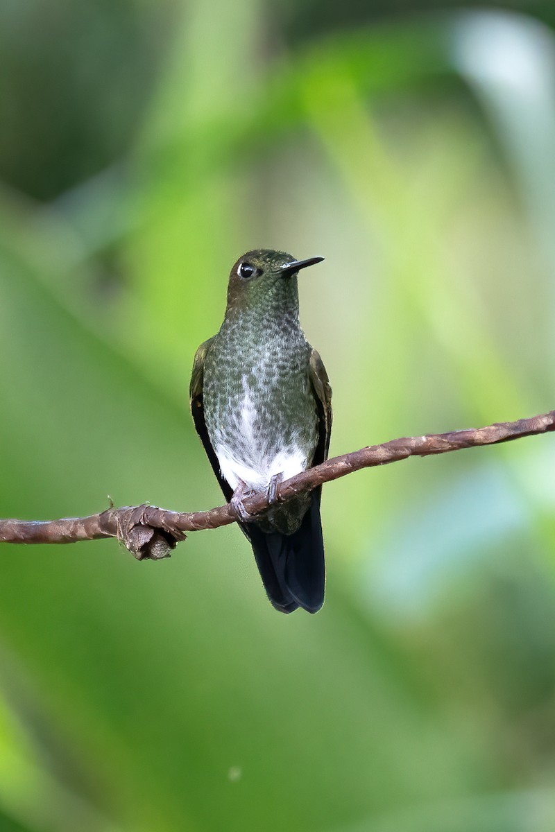 kolibřík zelenkavý - ML621056175
