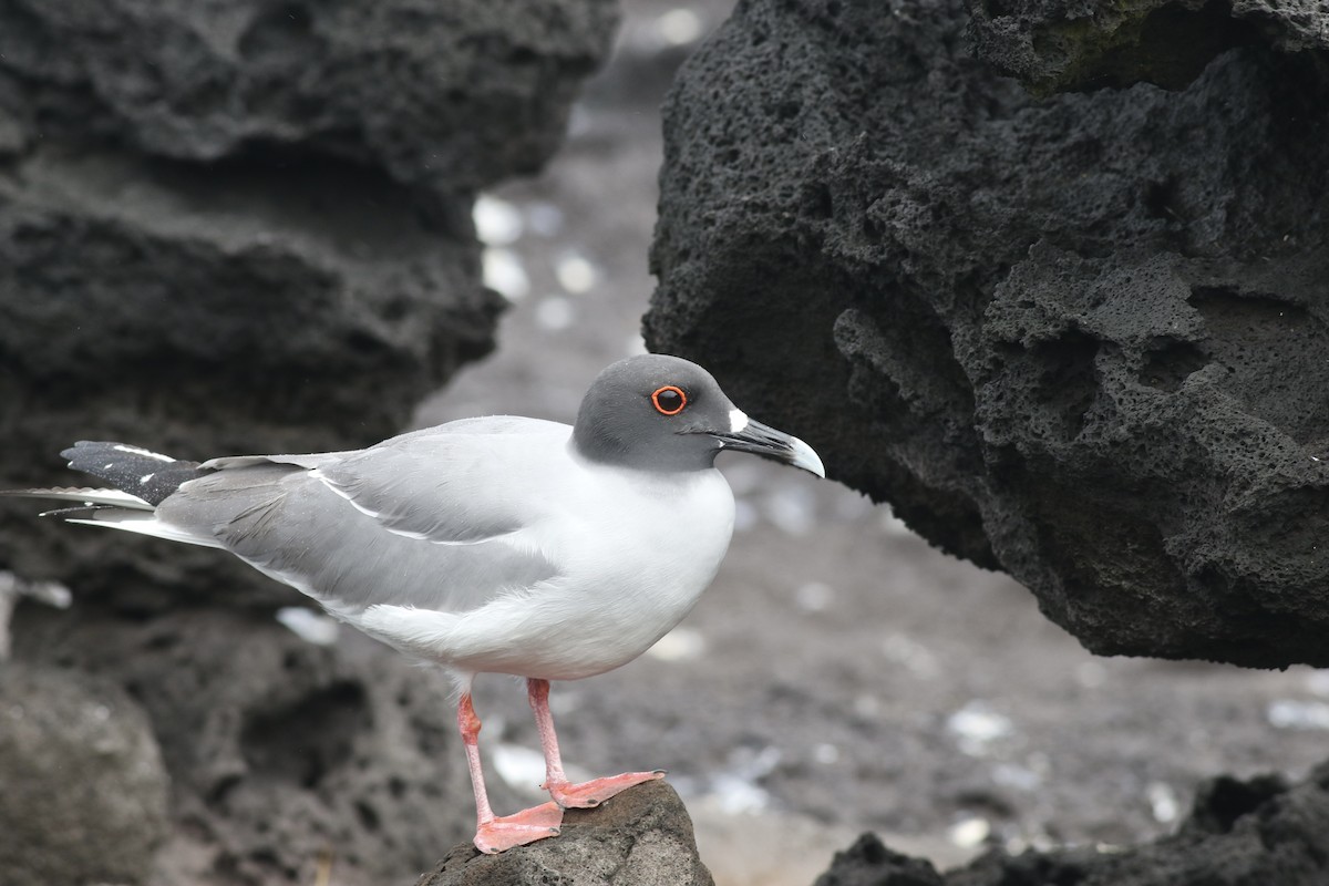 Swallow-tailed Gull - ML621056182