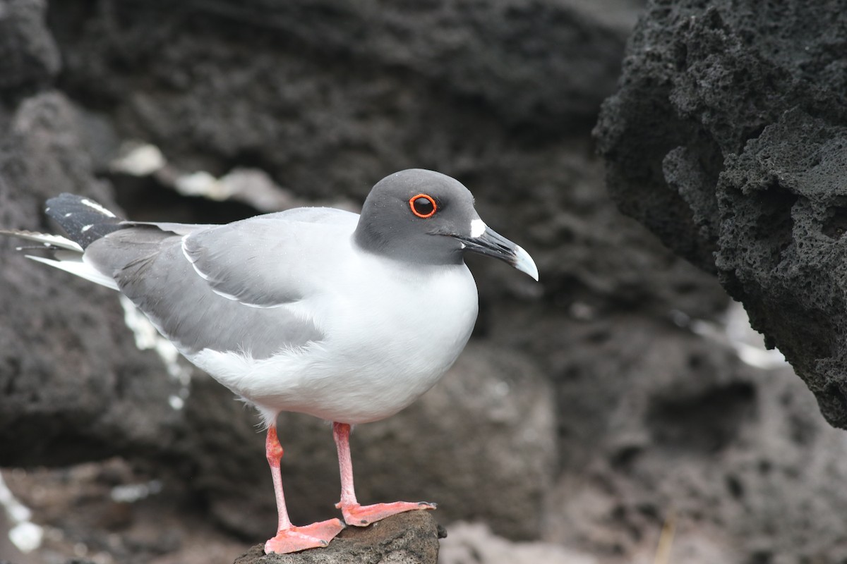 Swallow-tailed Gull - ML621056188