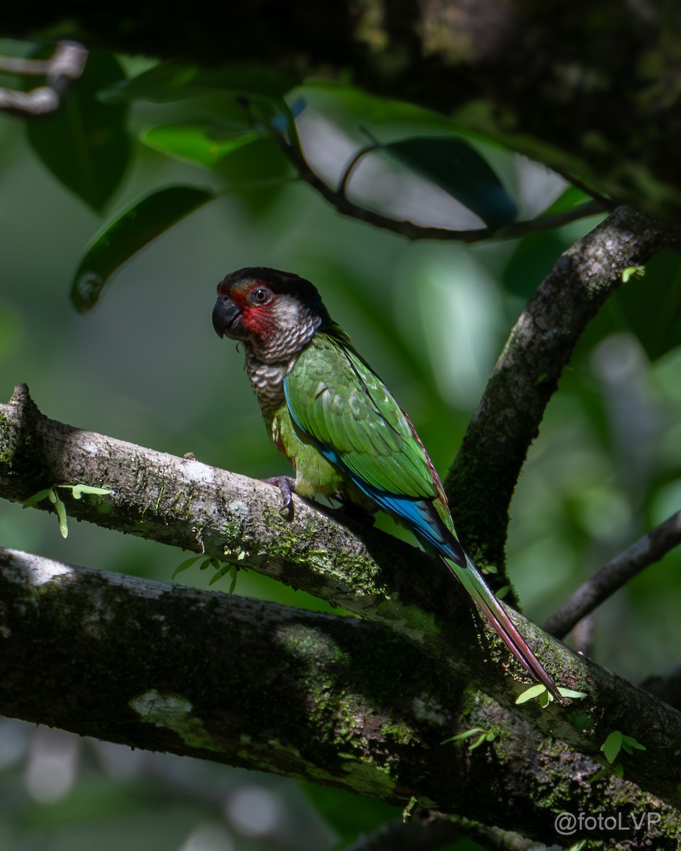 アカオウロコインコ - ML621056190