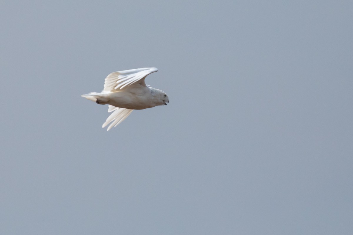 Белая сова - ML621056195