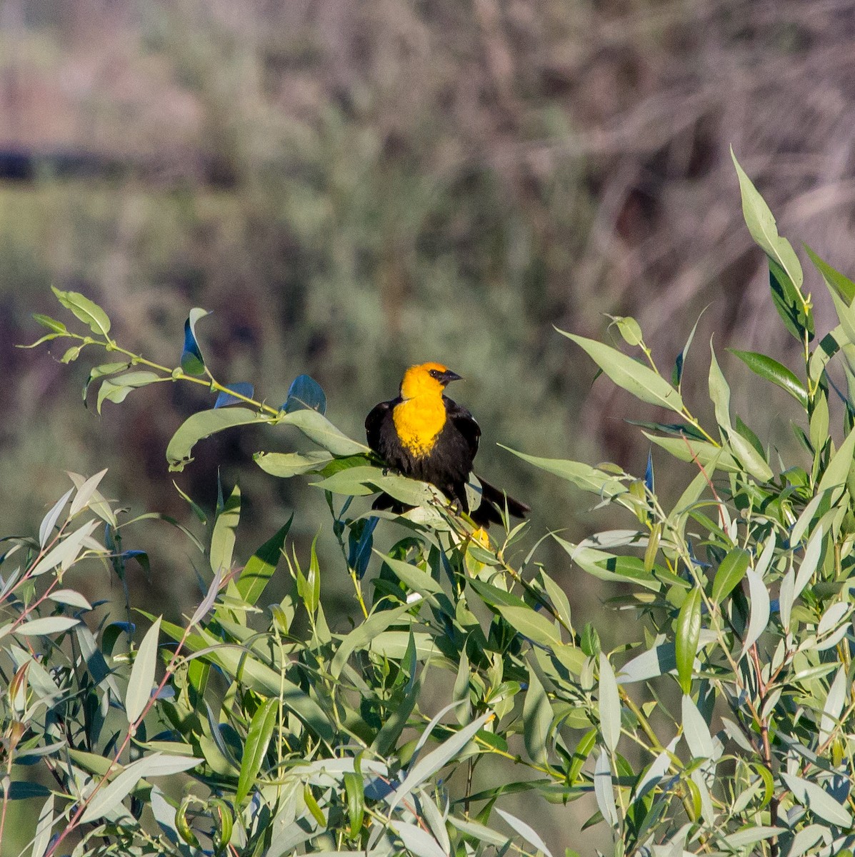 Yellow-headed Blackbird - ML621056201
