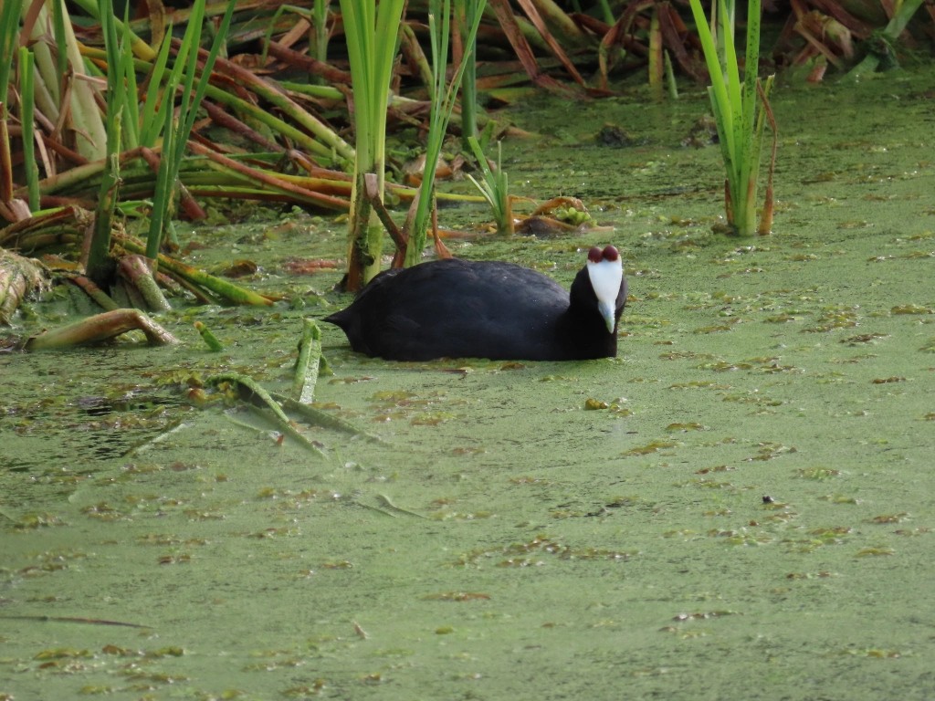 Red-knobbed Coot - ML621056208