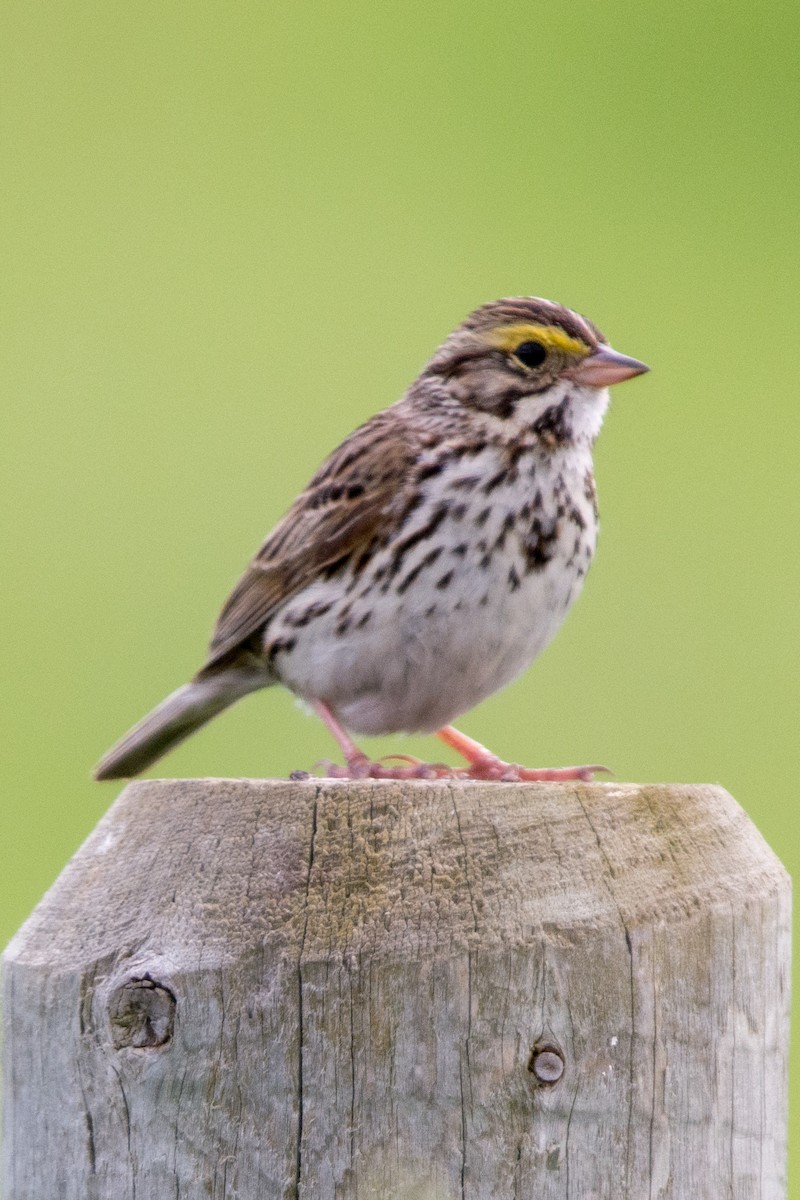 Savannah Sparrow - ML621056241