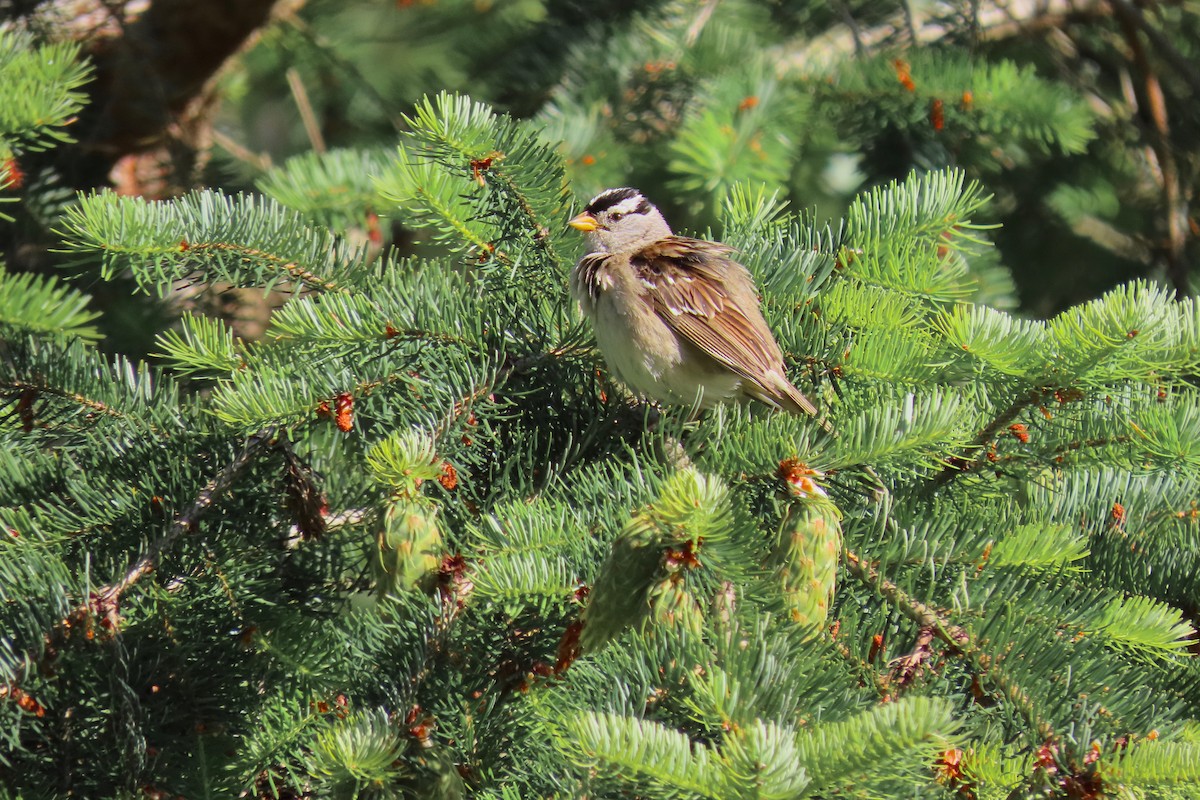 White-crowned Sparrow - ML621056249