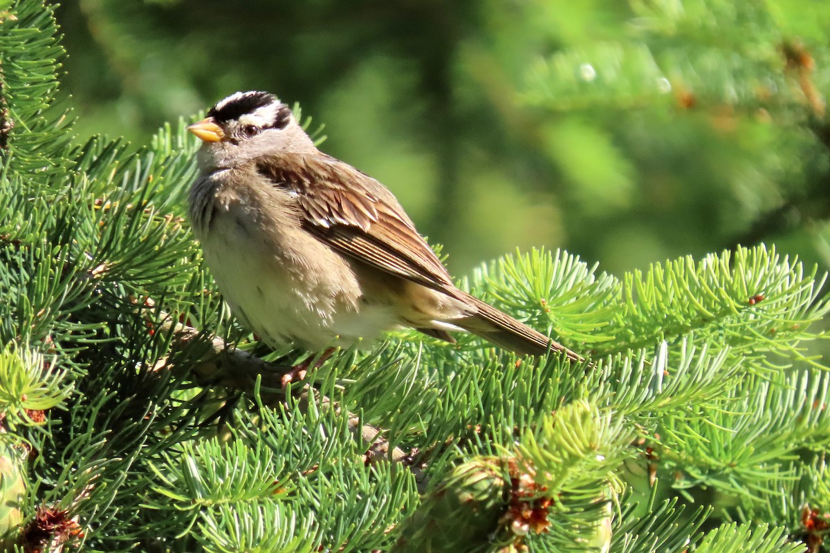 White-crowned Sparrow - ML621056250