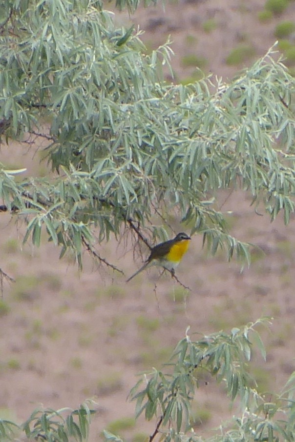 Yellow-breasted Chat - ML621056251