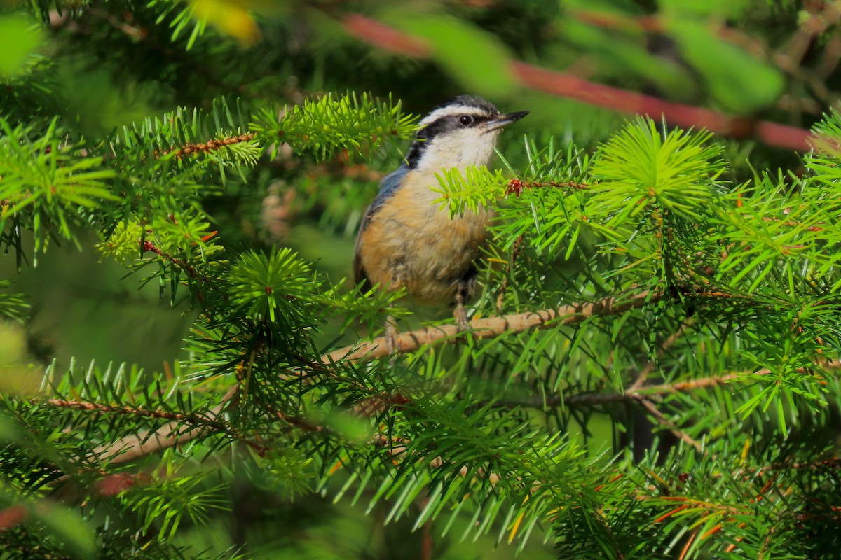 Red-breasted Nuthatch - ML621056261