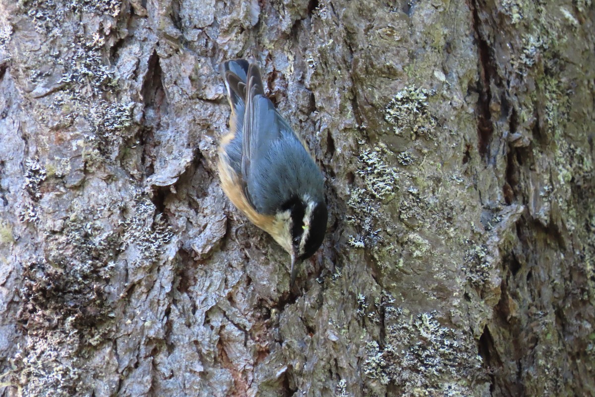 Red-breasted Nuthatch - ML621056262