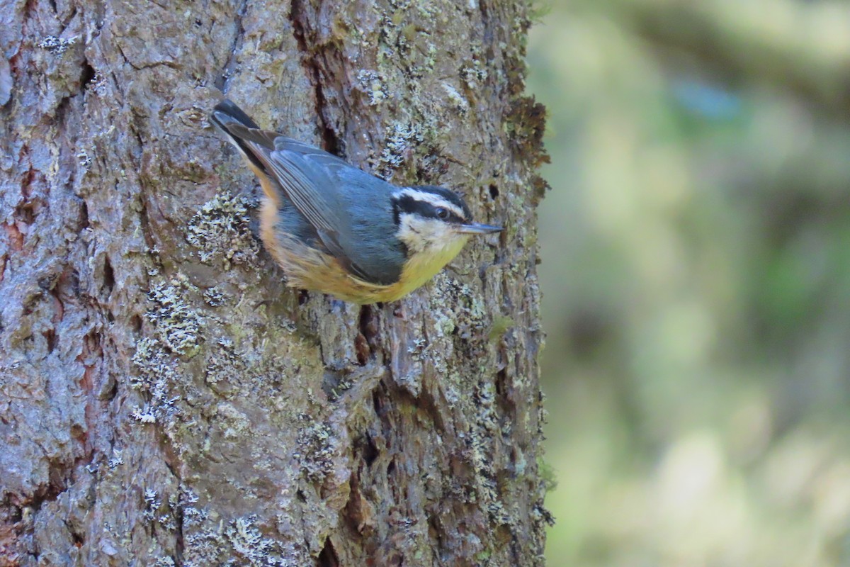 Red-breasted Nuthatch - Terry Swope