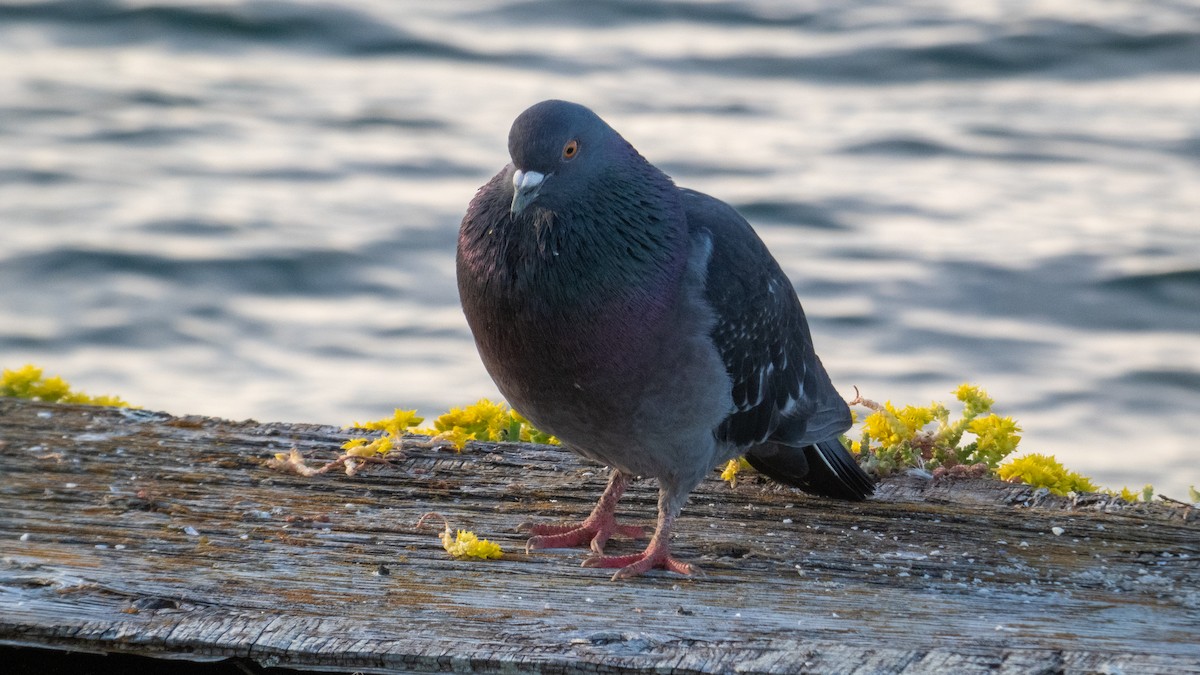 Rock Pigeon (Feral Pigeon) - ML621056274