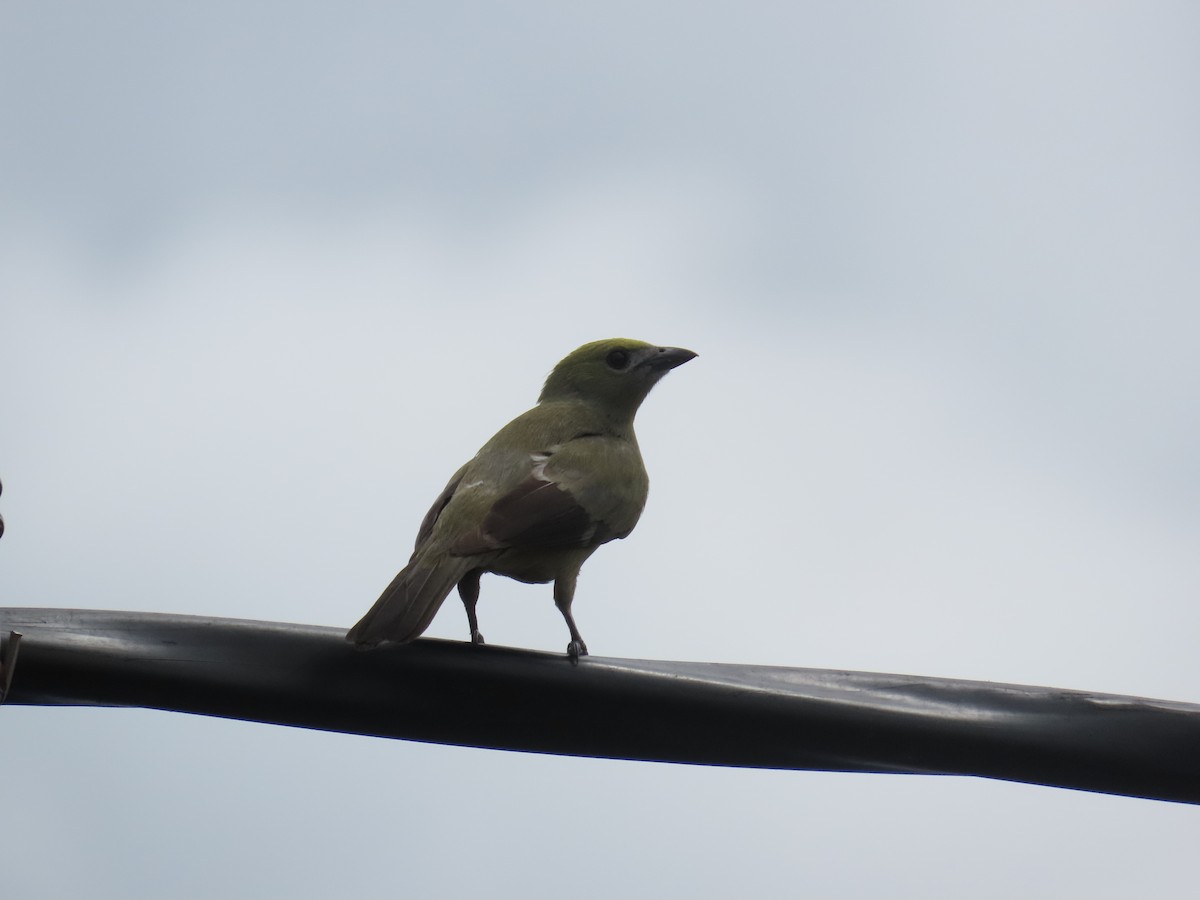 Palm Tanager - ML621056286