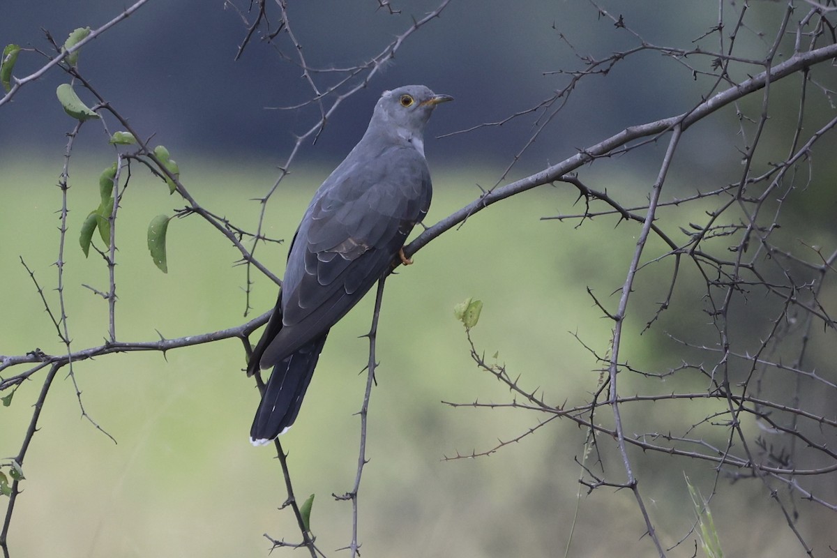 African/Common Cuckoo - ML621056295