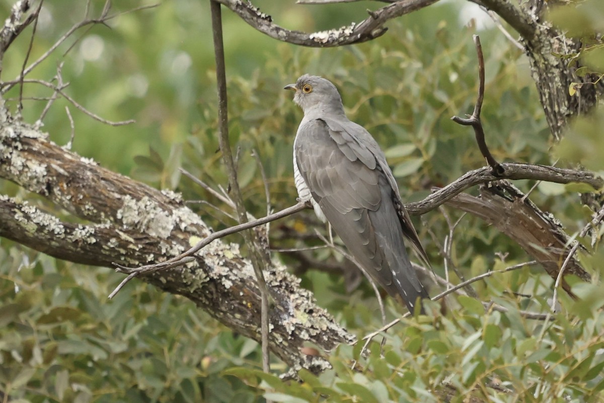 African/Common Cuckoo - ML621056296