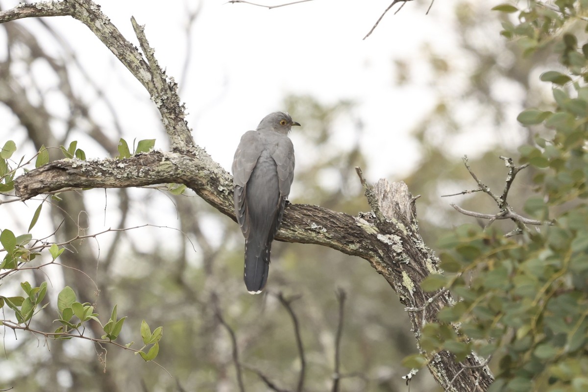African/Common Cuckoo - ML621056297