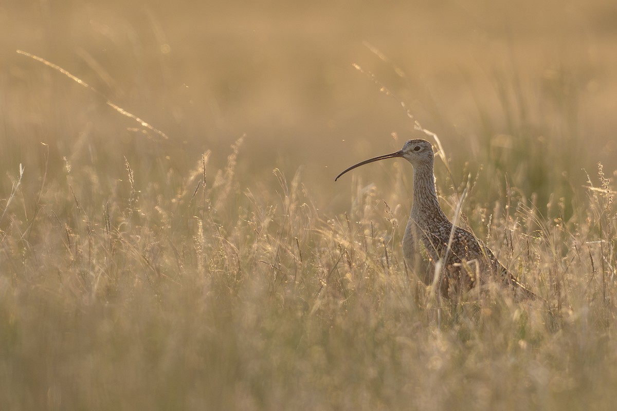 Long-billed Curlew - ML621056344