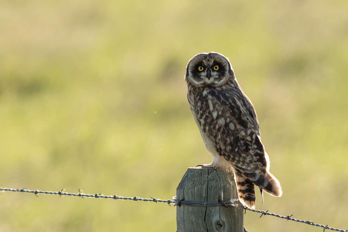 Short-eared Owl - ML621056353