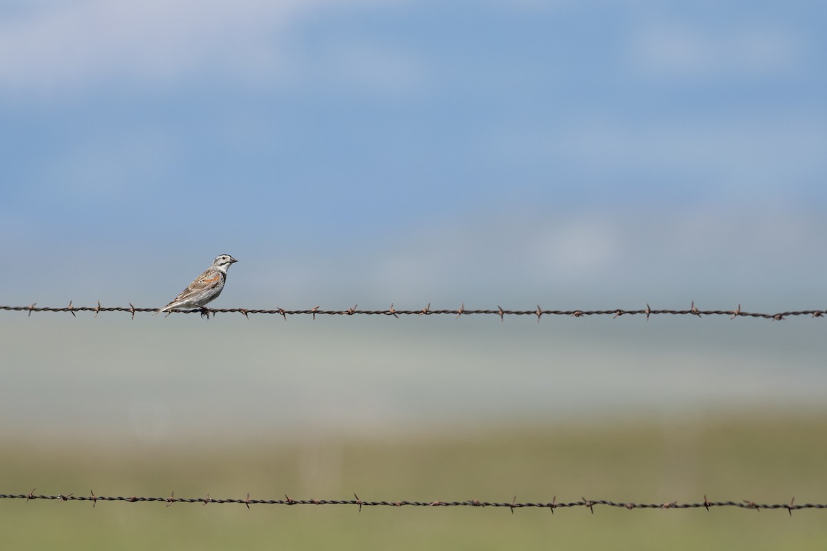 Thick-billed Longspur - ML621056358
