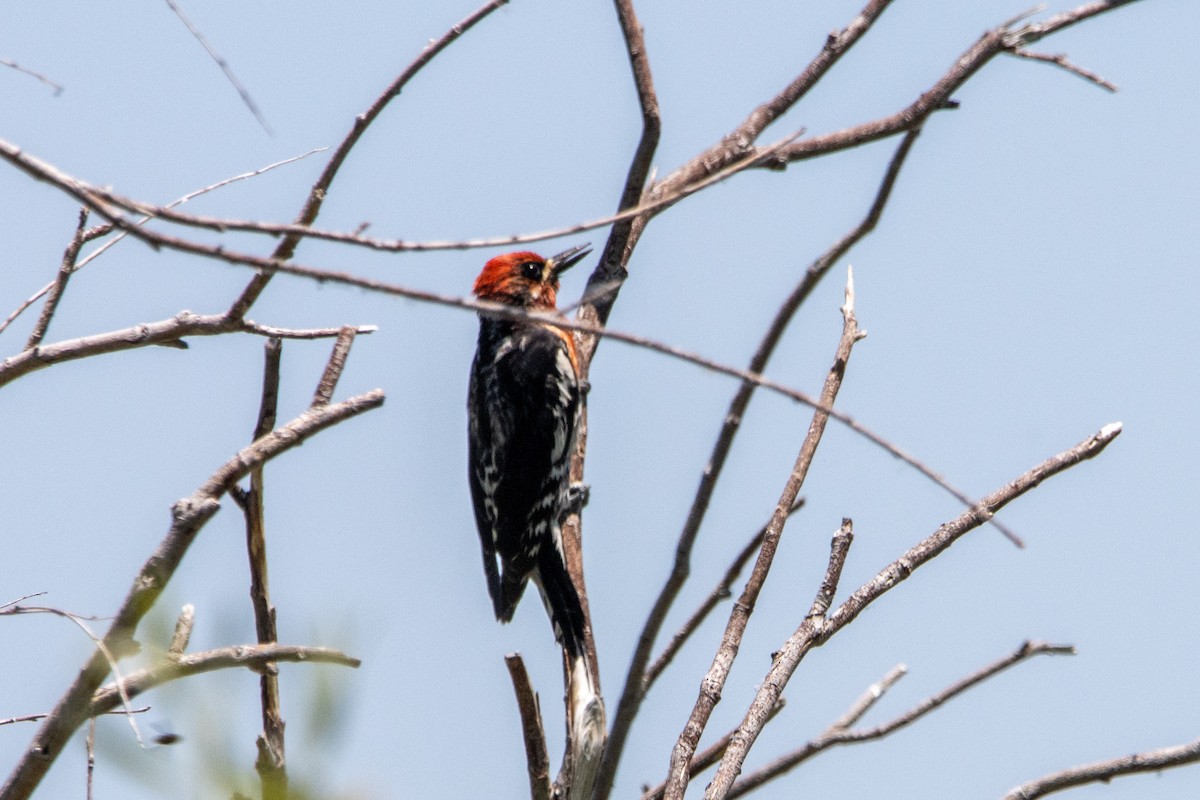 Red-breasted Sapsucker - ML621056360