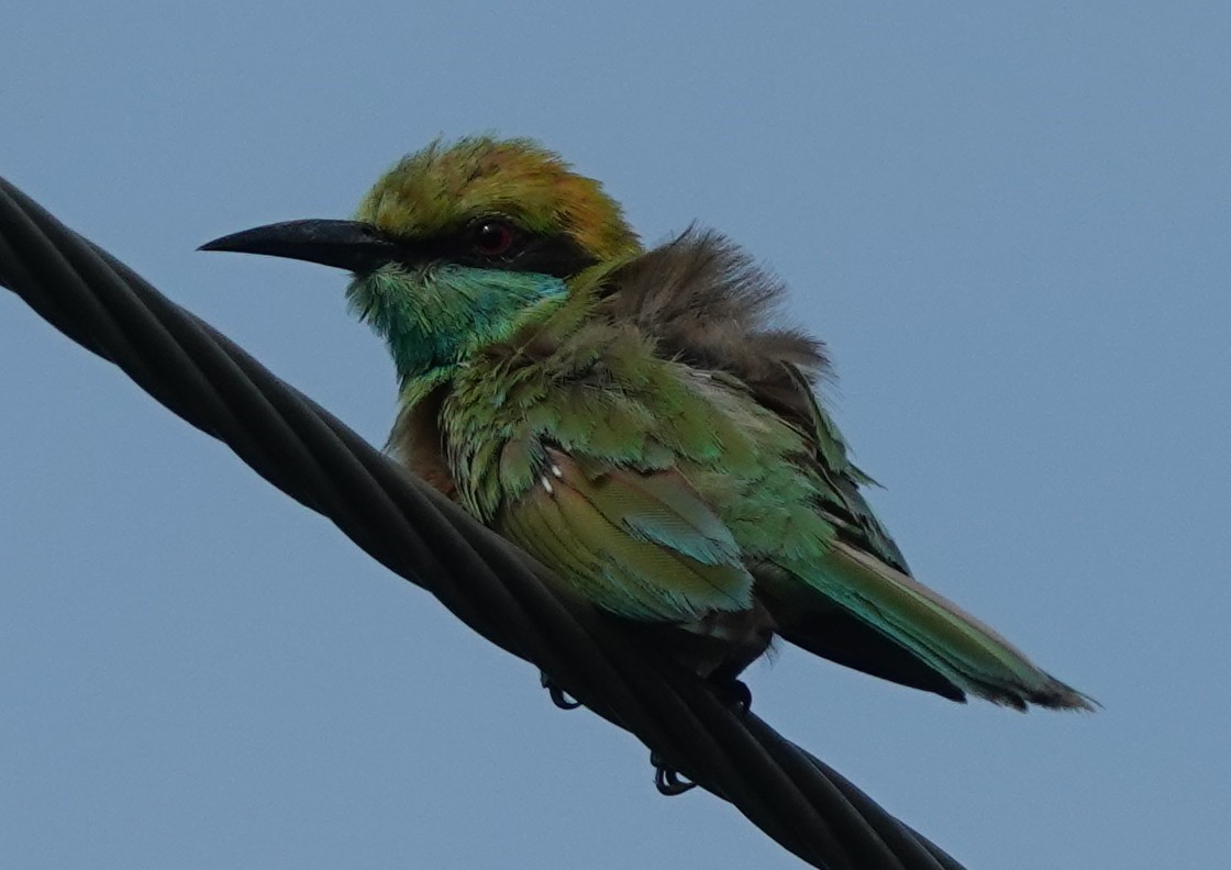 Asian Green Bee-eater - ML621056375