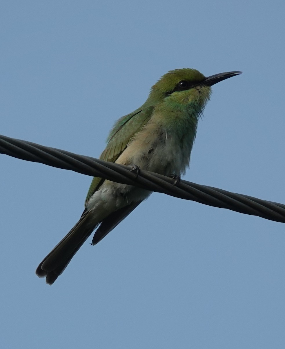 Asian Green Bee-eater - ML621056376