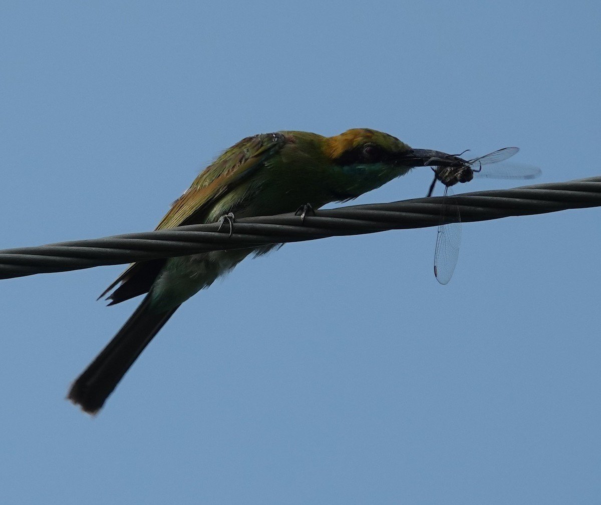 Asian Green Bee-eater - ML621056377