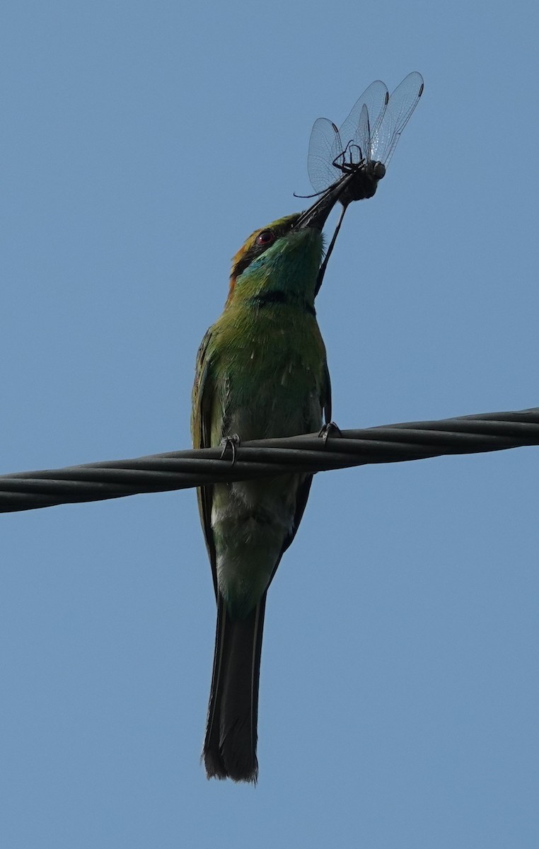 Asian Green Bee-eater - ML621056378