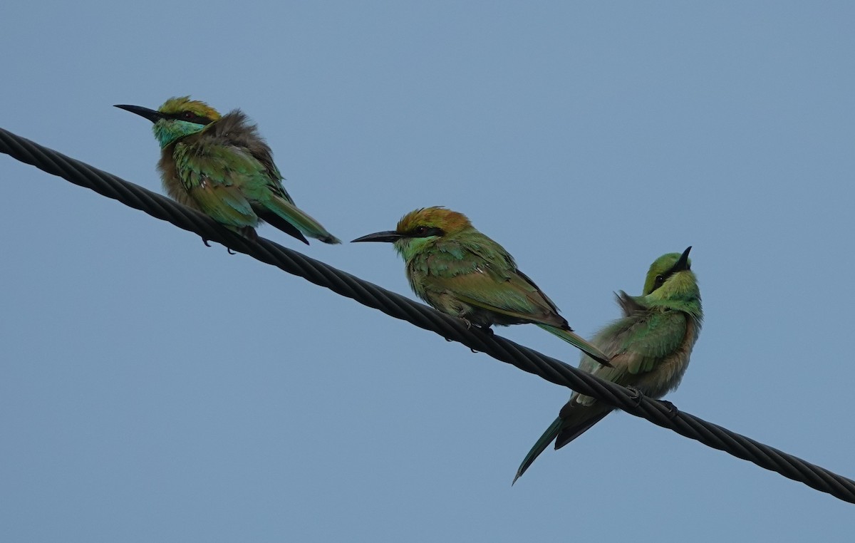Asian Green Bee-eater - ML621056379