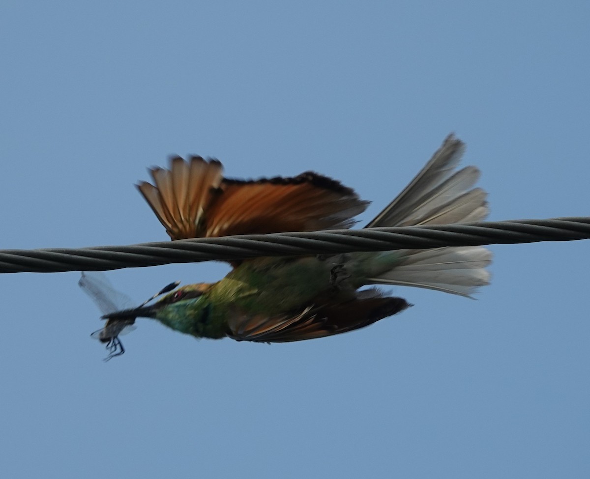 Asian Green Bee-eater - ML621056380
