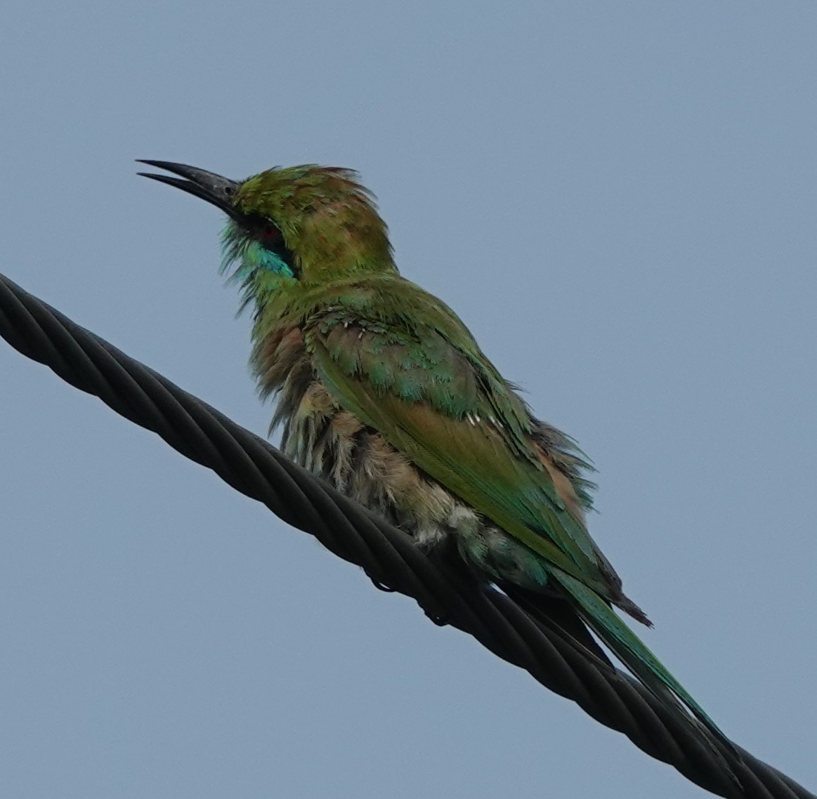 Asian Green Bee-eater - ML621056381