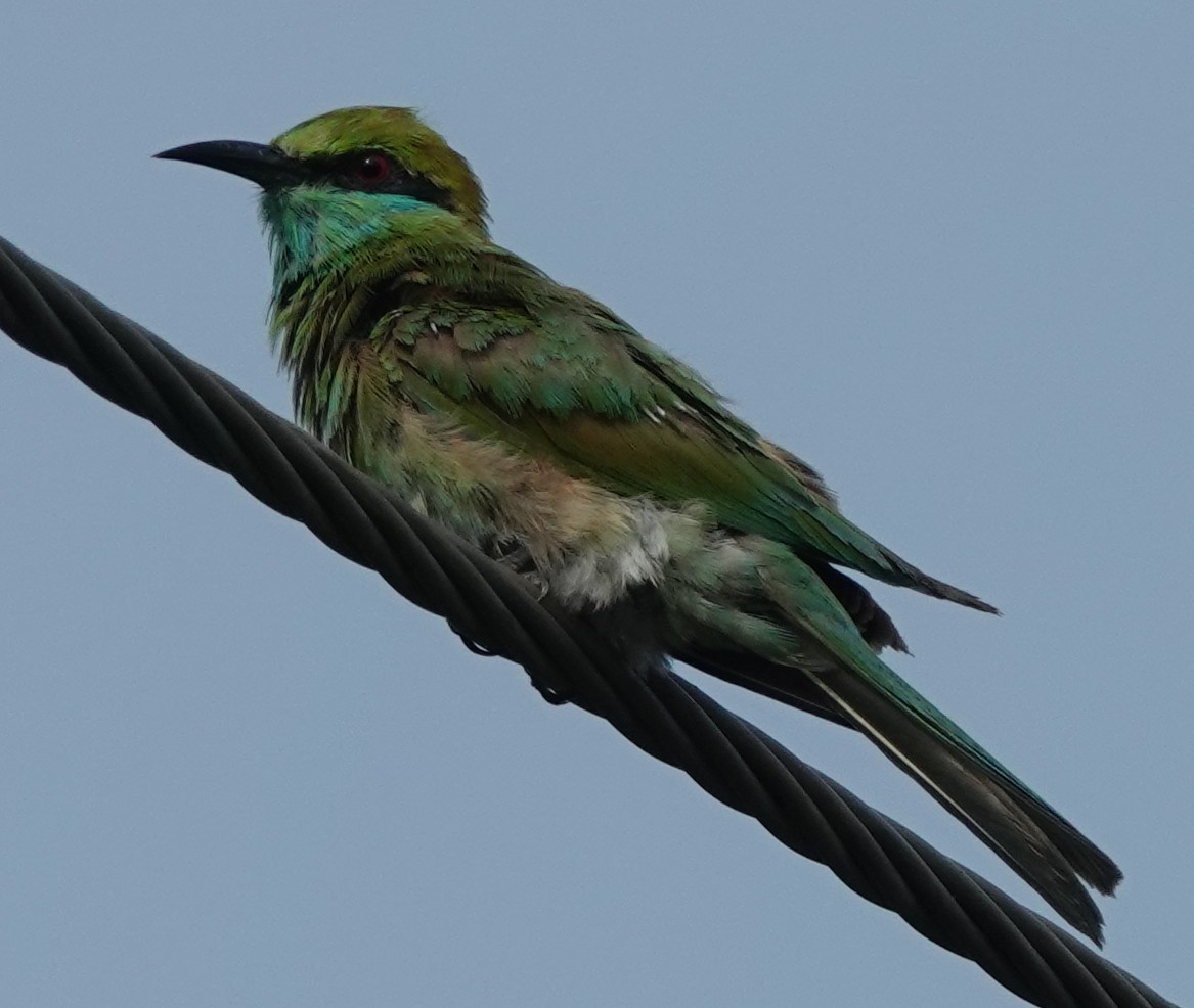 Asian Green Bee-eater - ML621056382