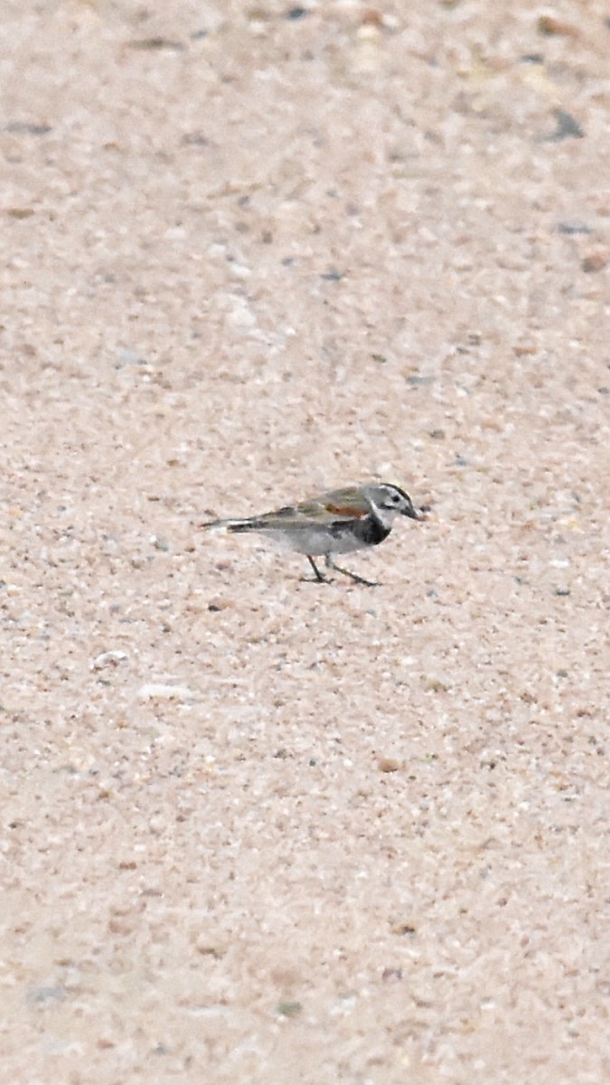 Thick-billed Longspur - ML621056385