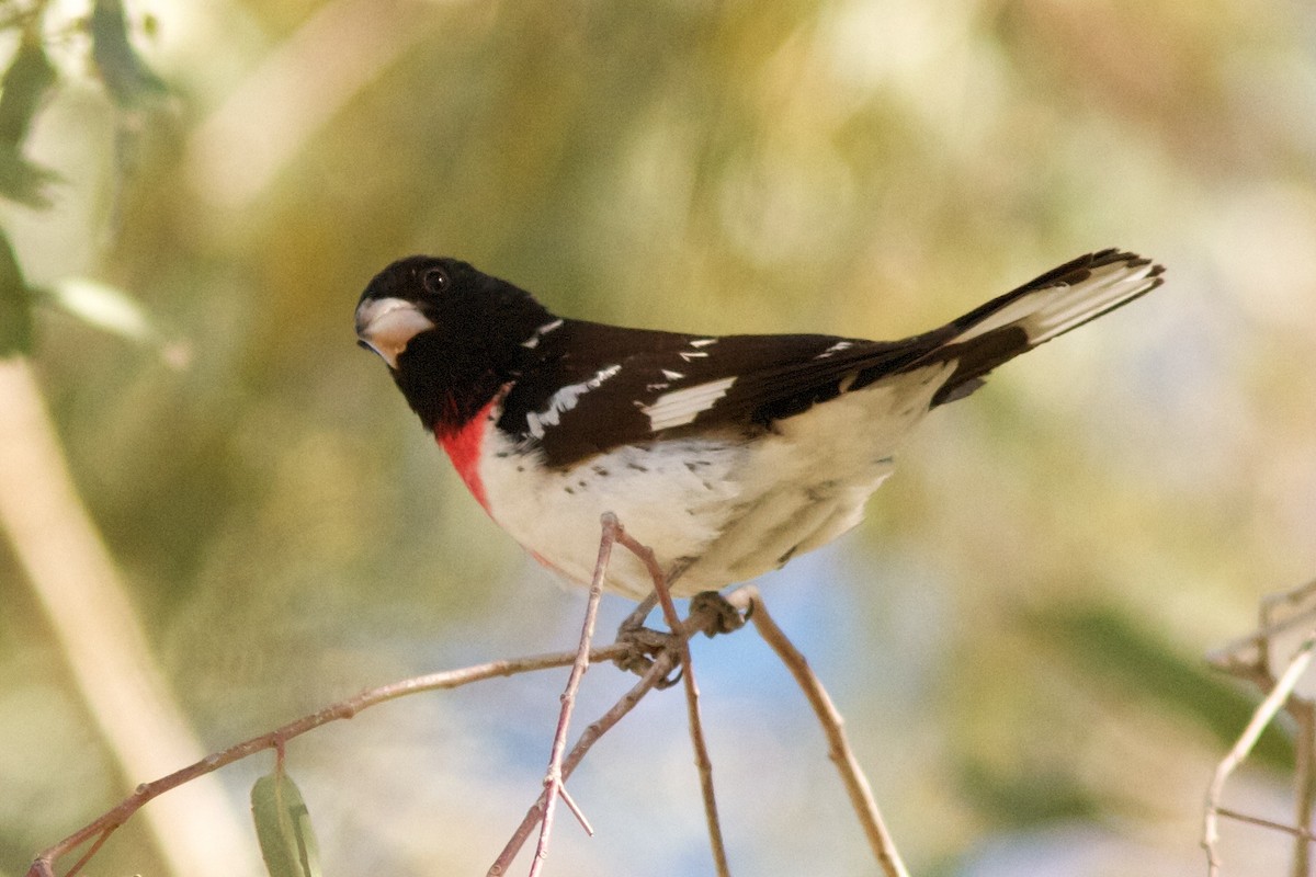 Rose-breasted Grosbeak - ML621056416