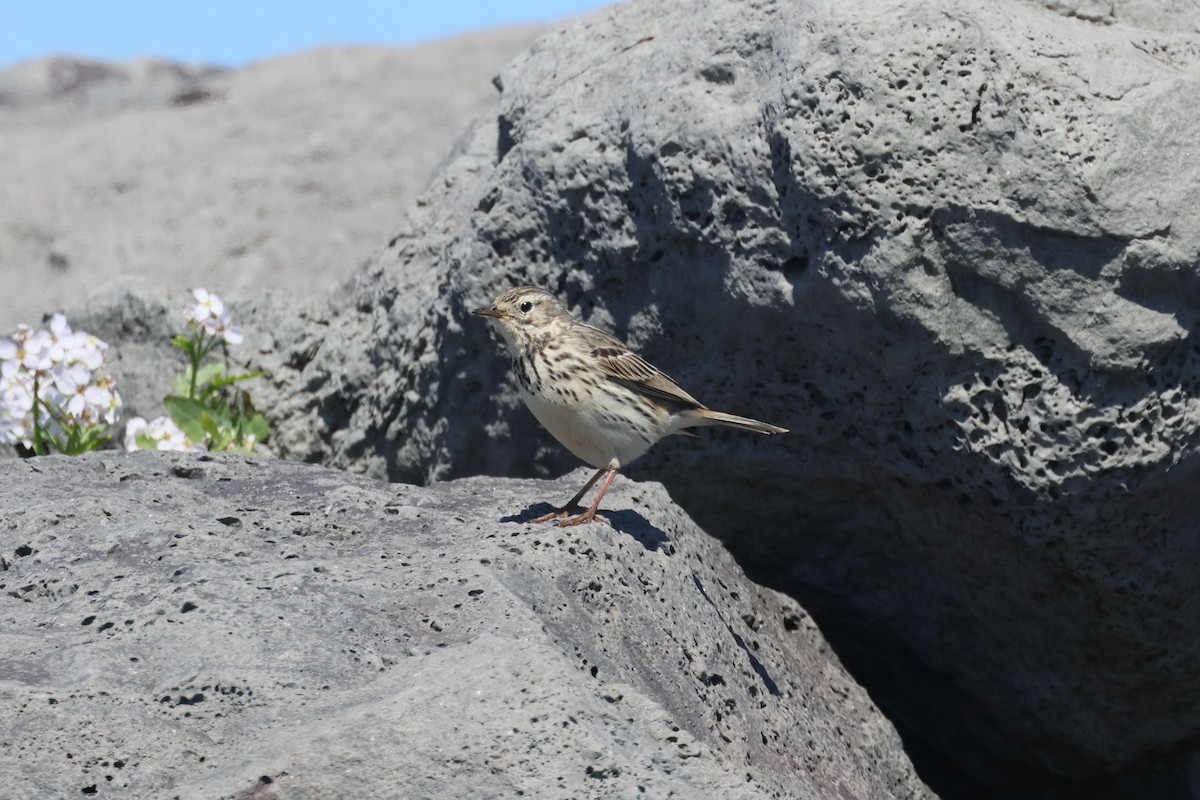 Meadow Pipit - ML621056432