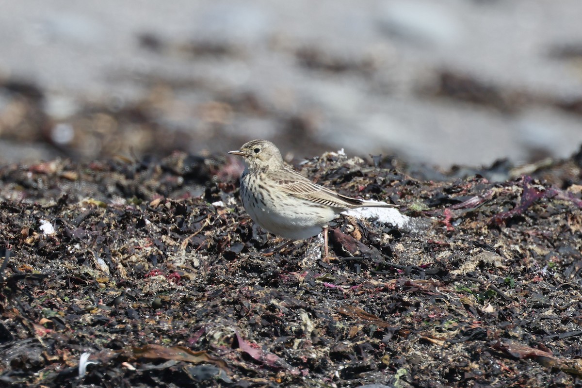 Meadow Pipit - ML621056433