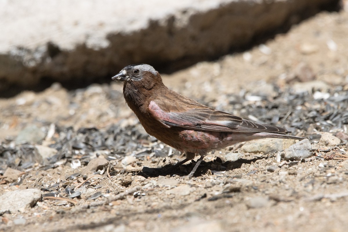 Gray-crowned Rosy-Finch - ML621056455