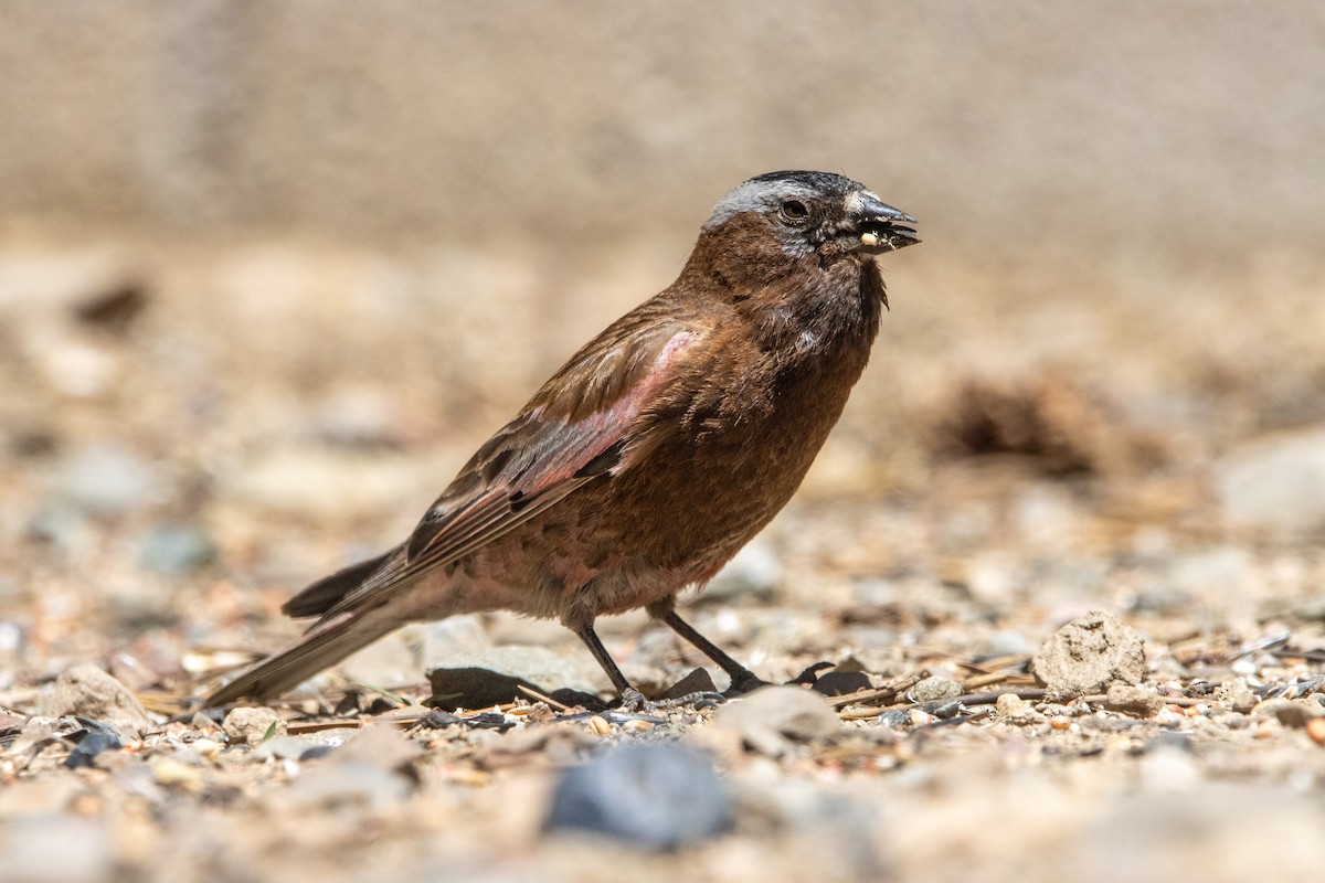 Gray-crowned Rosy-Finch - ML621056456