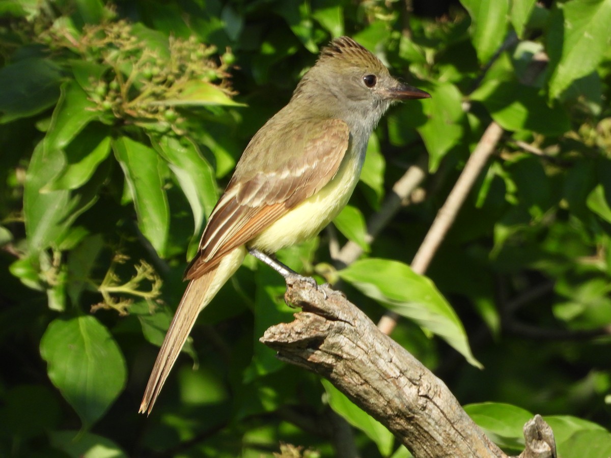 Great Crested Flycatcher - ML621056503
