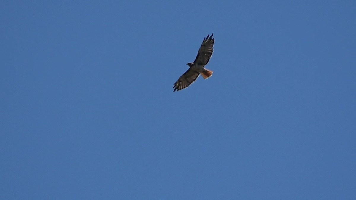 Red-tailed Hawk - ML621056546