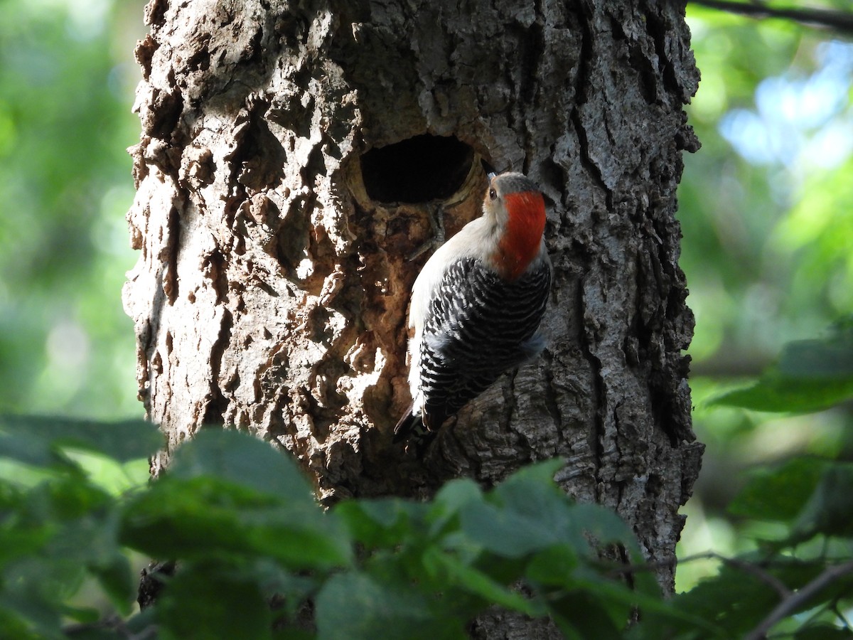 Red-bellied Woodpecker - ML621056550
