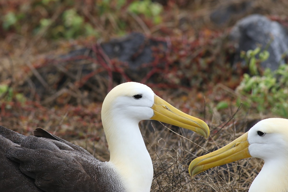 albatros galapážský - ML621056551