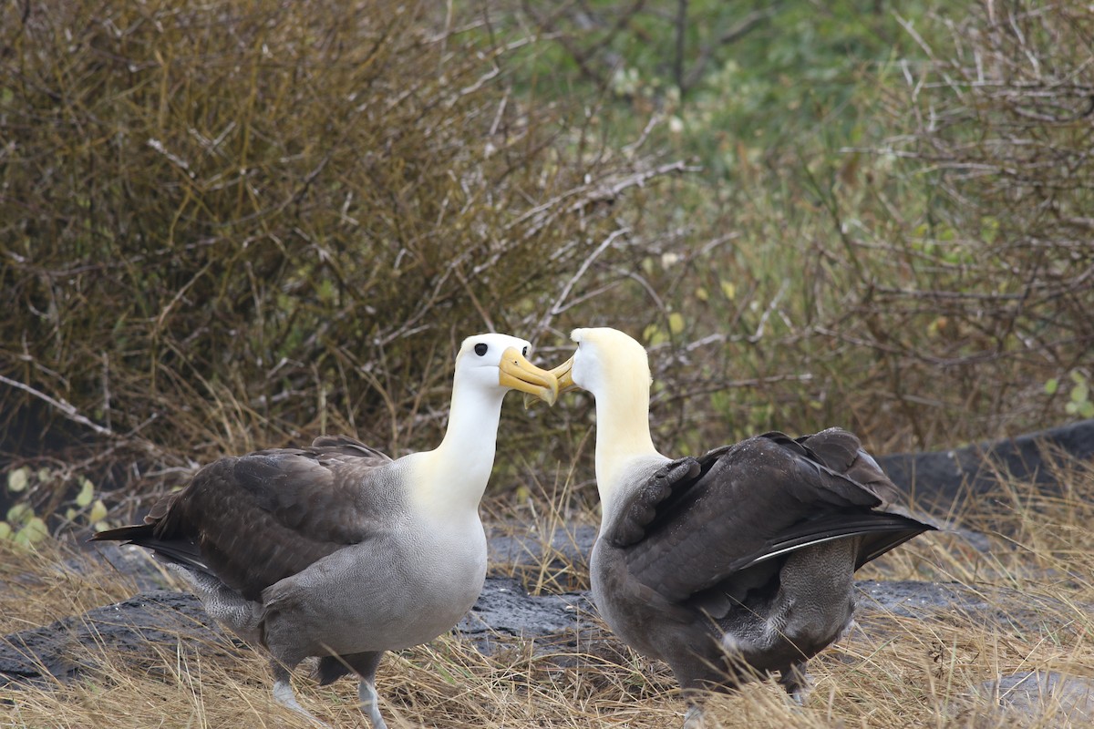 albatros galapážský - ML621056559