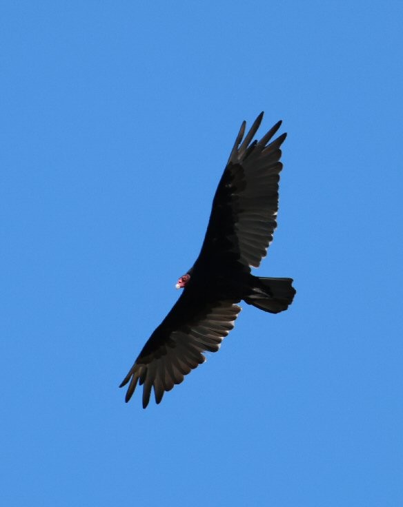 Turkey Vulture - ML621056561