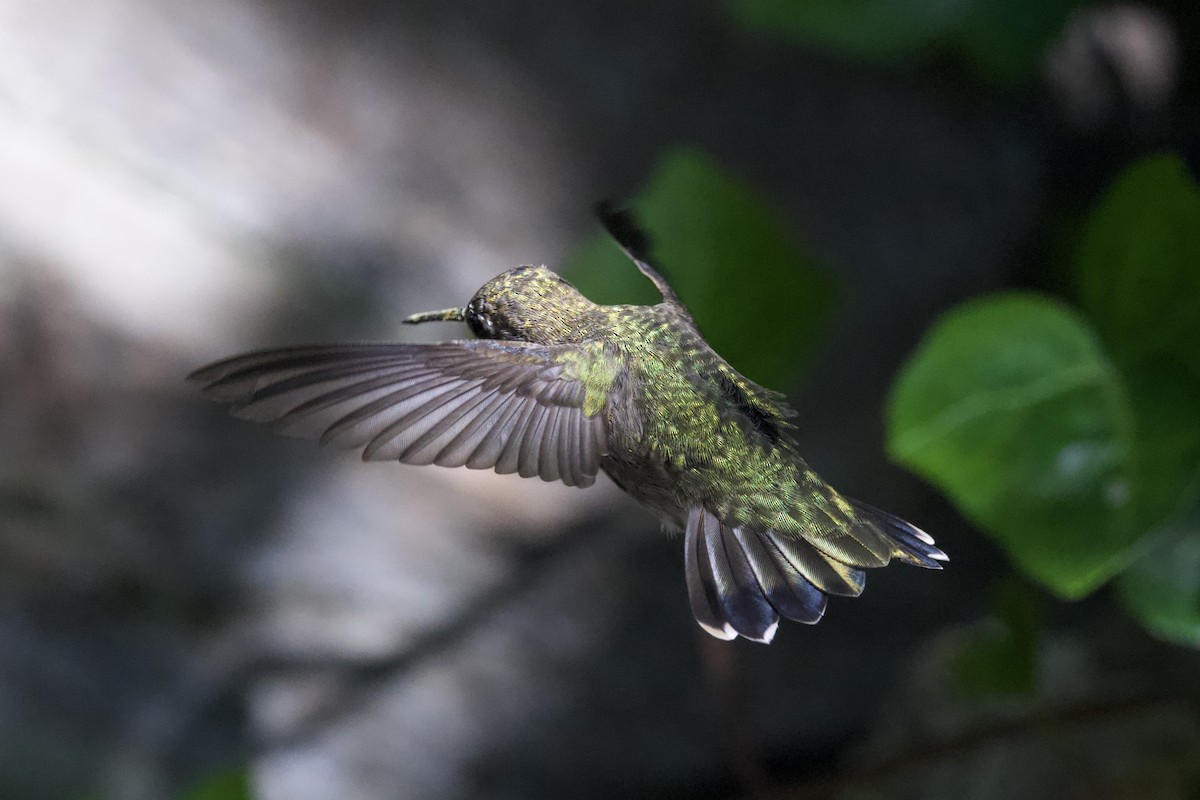 Anna's Hummingbird - ML621056579