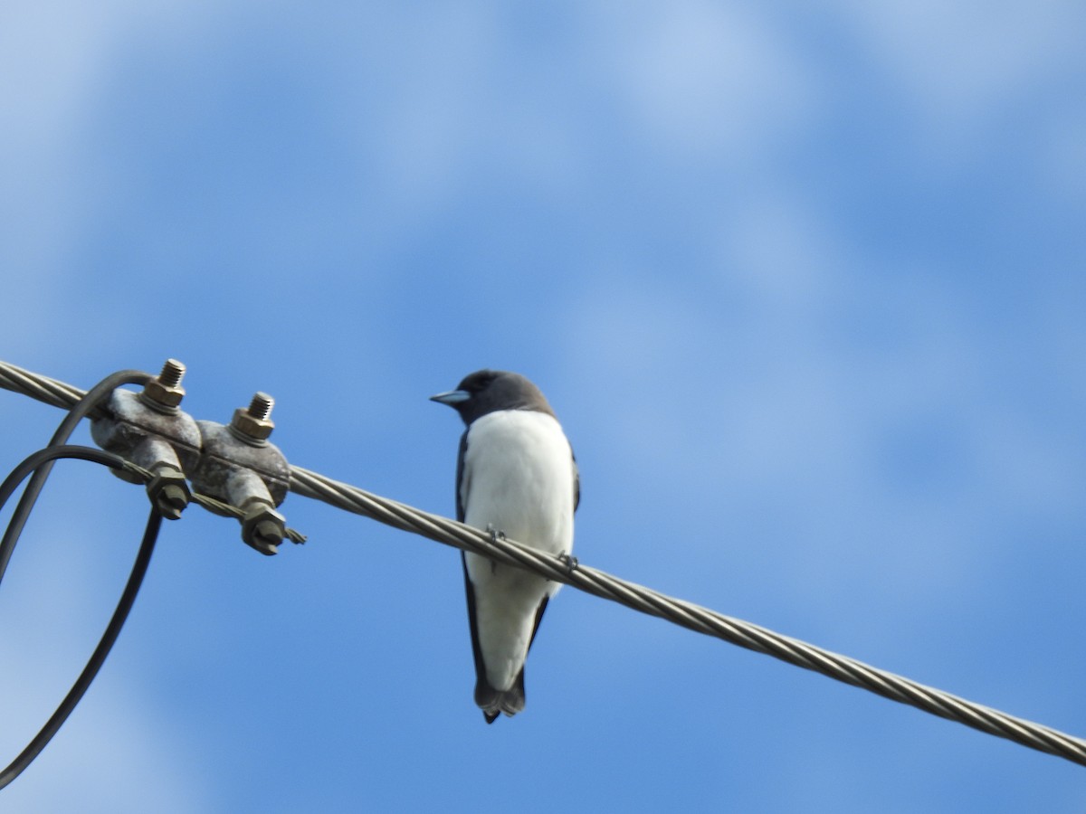 White-breasted Woodswallow - ML621056627