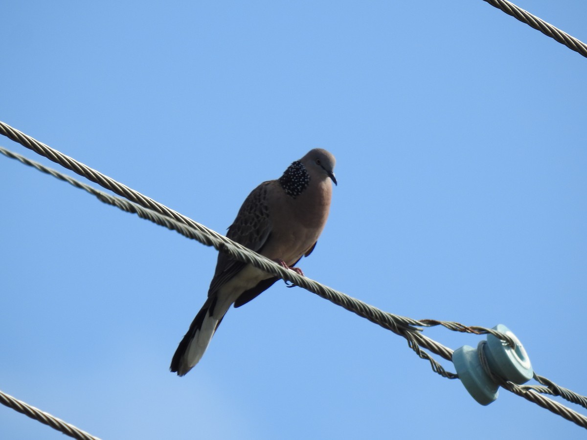 Spotted Dove - ML621056633