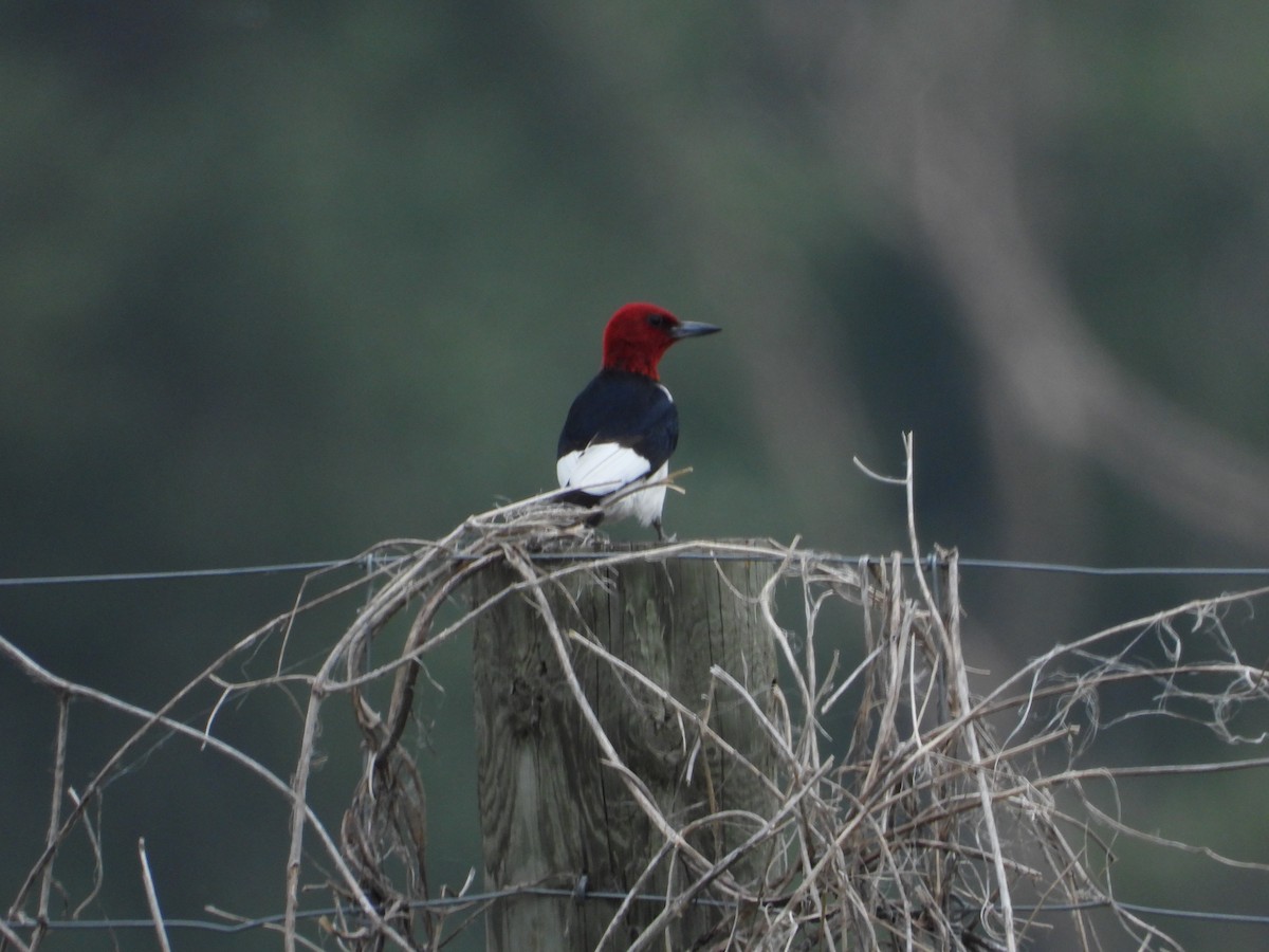 Red-headed Woodpecker - ML621056651