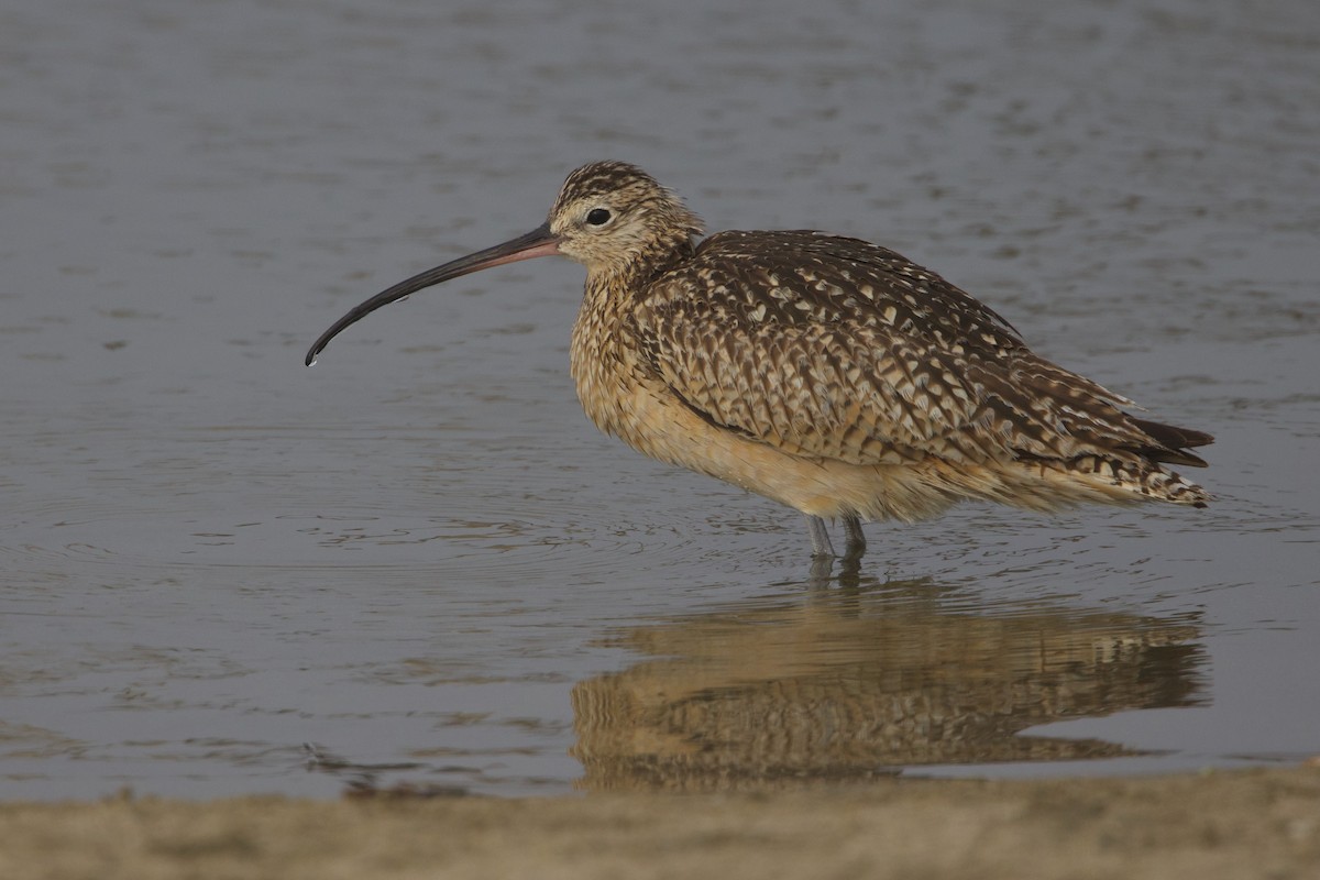 Long-billed Curlew - ML621056658