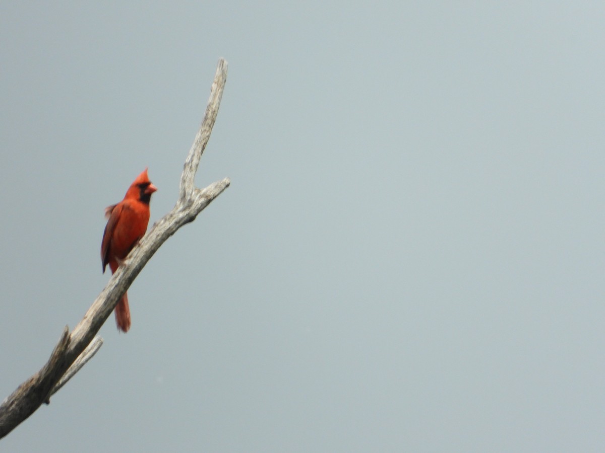 Cardinal rouge - ML621056664