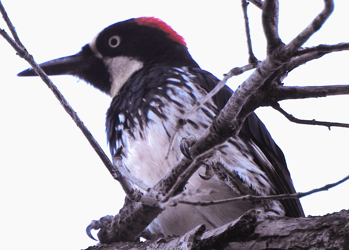 Acorn Woodpecker - ML621056674